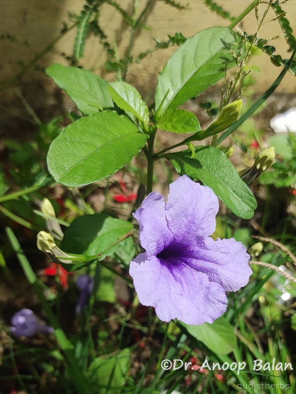 Ruellia tuberosa fullplant10.jpg